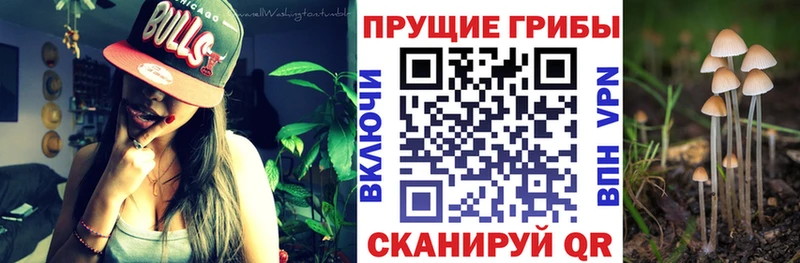 Псилоцибиновые грибы MAGIC MUSHROOMS  дарнет шоп  Сасово 